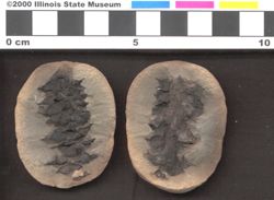 Small image of specimen