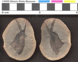 Small image of specimen