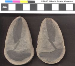 Small image of specimen