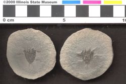 Small image of specimen