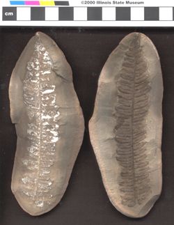 Small image of specimen