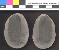 Small image of specimen