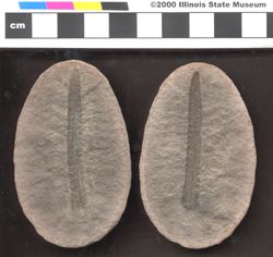 Small image of specimen