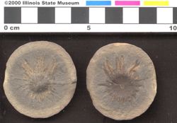 Small image of specimen