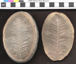 Small image of specimen