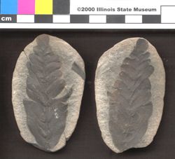 Small image of specimen