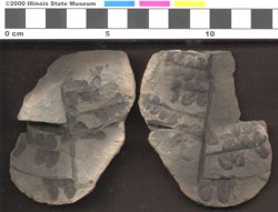 Small image of specimen