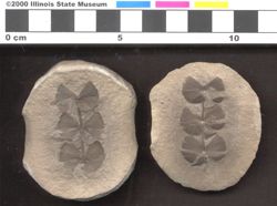 Small image of specimen