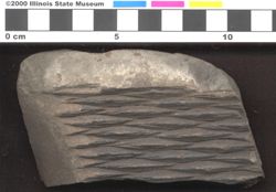 Small image of specimen