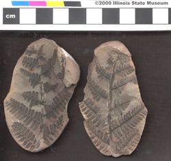 Small image of specimen