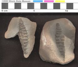 Small image of specimen