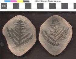 Small image of specimen