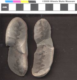 Small image of specimen