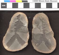 Small image of specimen