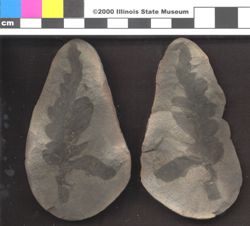 Small image of specimen