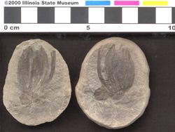 Small image of specimen