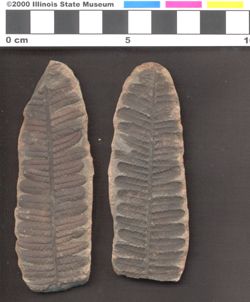 Small image of specimen