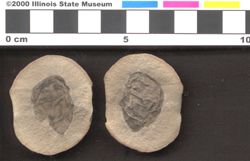 Small image of specimen