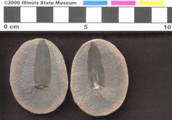 Small image of specimen