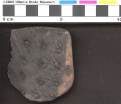 Small image of specimen
