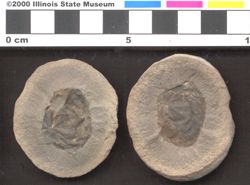 Small image of specimen