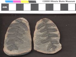 Small image of specimen