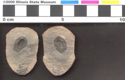 Small image of specimen