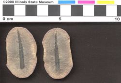 Small image of specimen