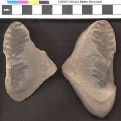Small image of specimen
