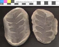 Small image of specimen