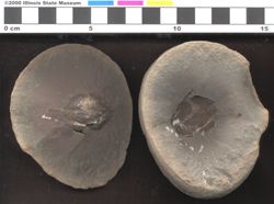 Small image of specimen