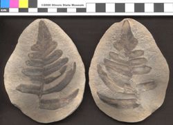 Small image of specimen
