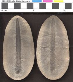 Small image of specimen