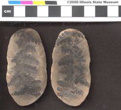 Small image of specimen