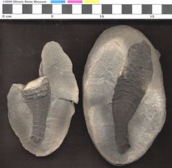 Small image of specimen
