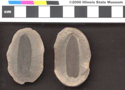 Small image of specimen
