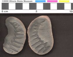Small image of specimen