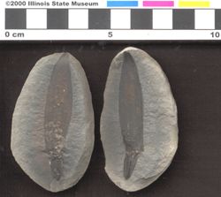 Small image of specimen