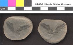 Small image of specimen