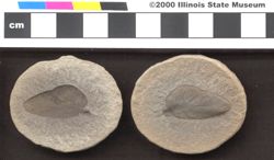 Small image of specimen