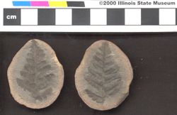 Small image of specimen