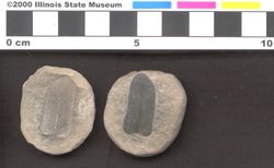 Small image of specimen
