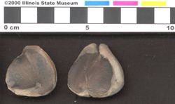 Small image of specimen
