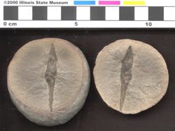 Small image of specimen