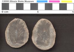 Small image of specimen
