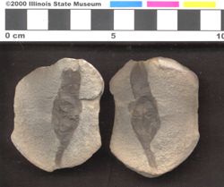 Small image of specimen