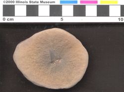 Small image of specimen