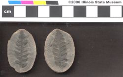 Small image of specimen