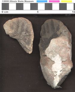 Small image of specimen