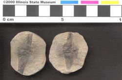 Small image of specimen